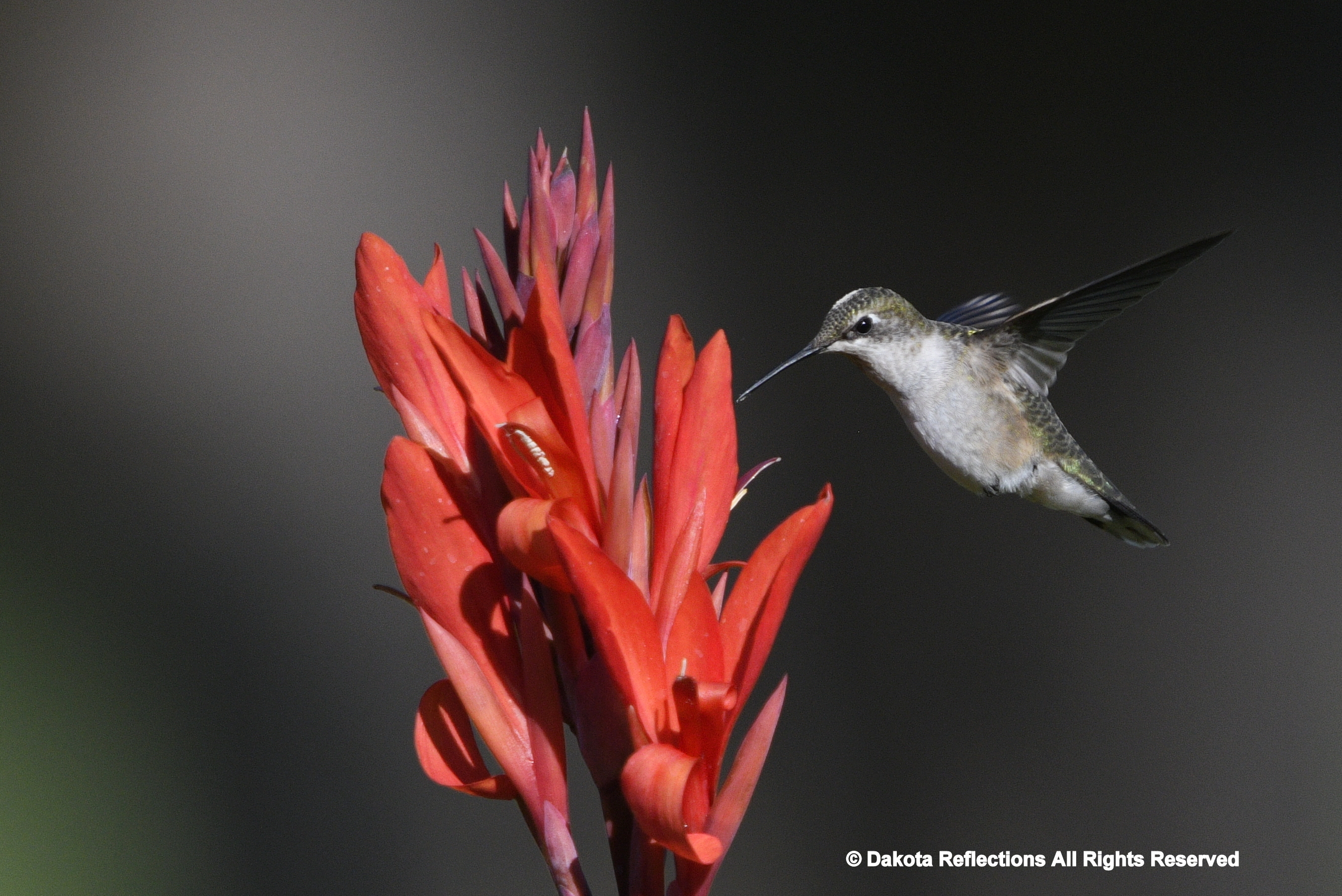 Hummingbirds | dakotareflections.com